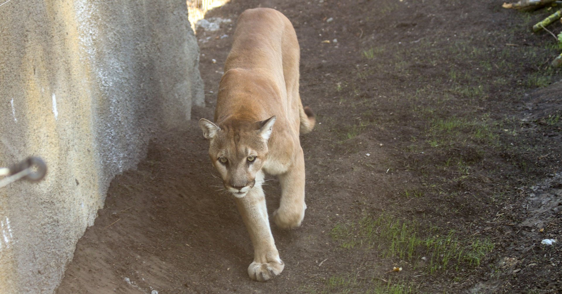 Missouri cougar (Puma concolor missoulensis) - The Last Frontier