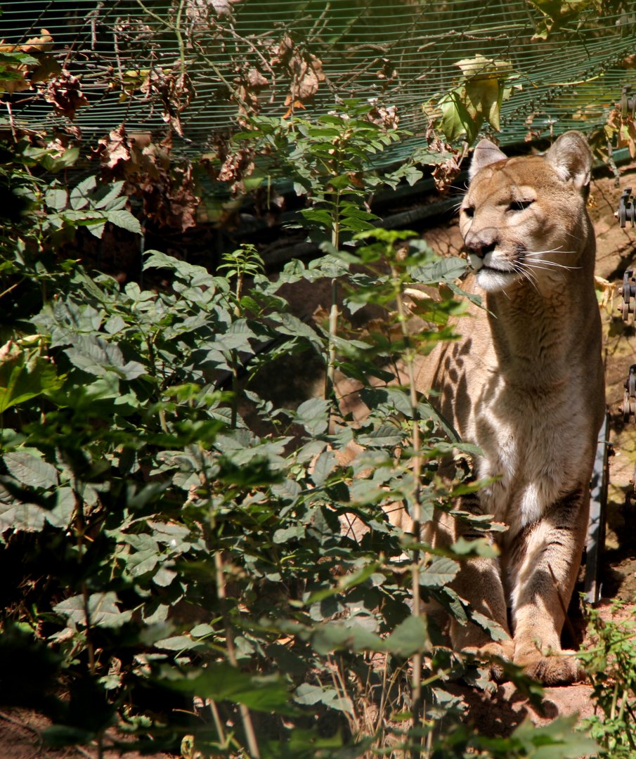Missouri cougar (Puma concolor missoulensis)
