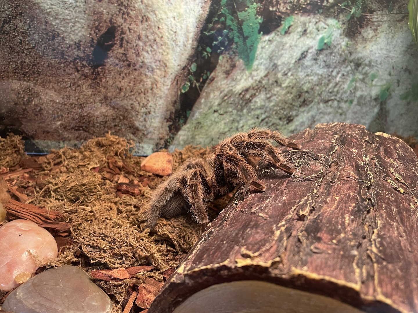 Missouri Tarantula