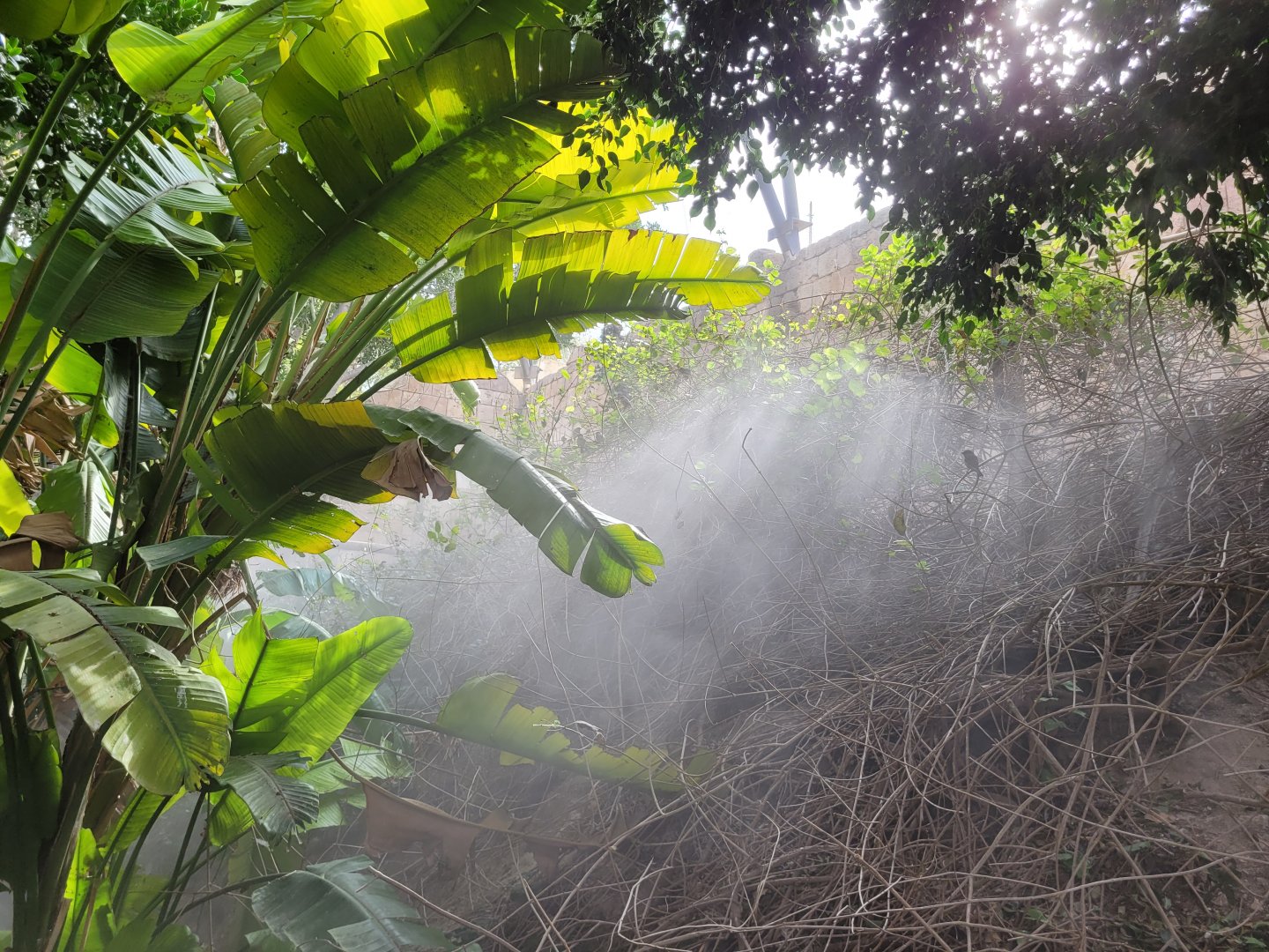 Mist through the vegetation -TerraNatura Benidorm (2022)