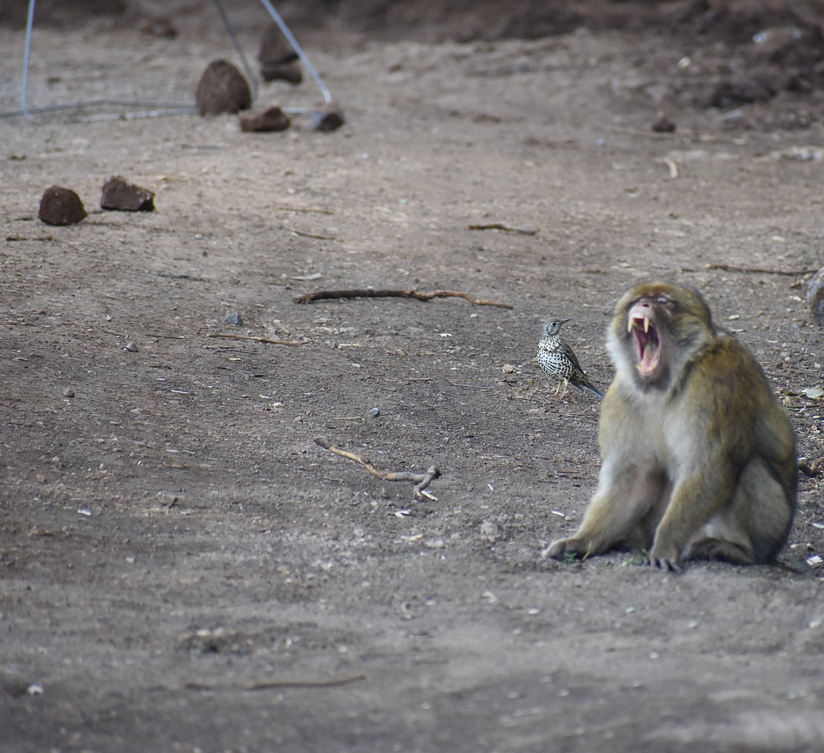 Mistle thrush & Barbary Macaque - (Cèdreraire d'Azrou)
