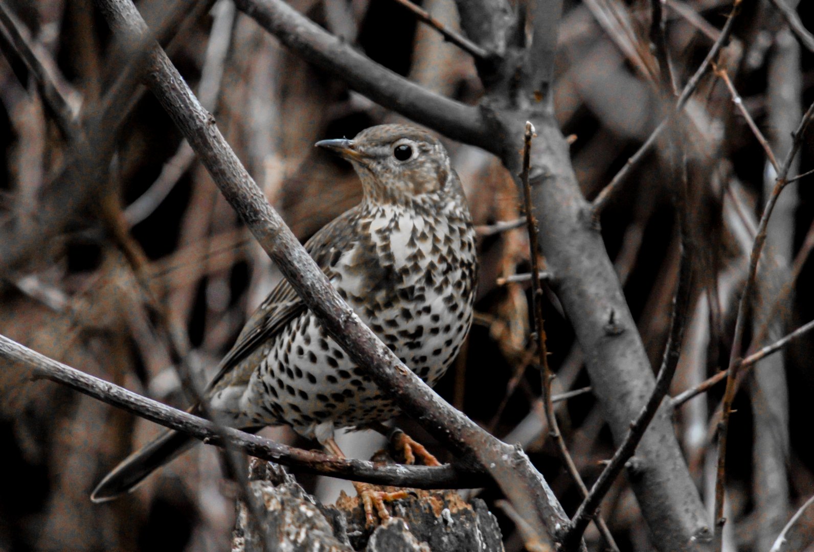 Mistle thrush, Turdus viscivorus