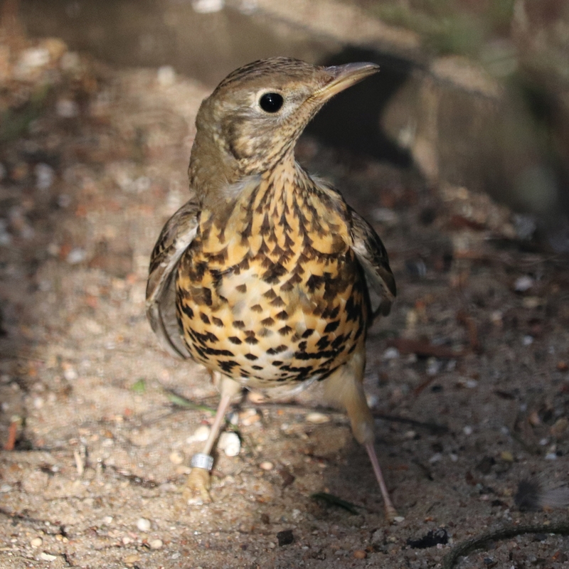 Mistle thrush (Turdus viscivorus)