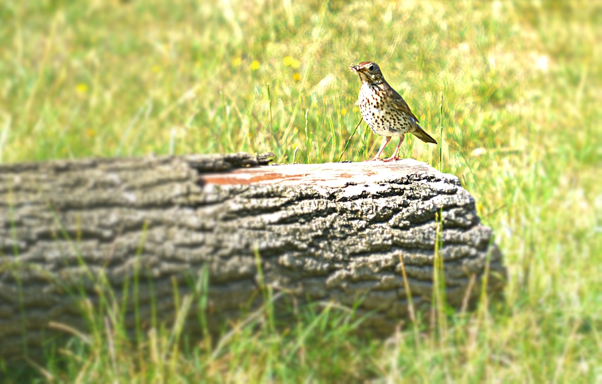 MISTLE THRUSH