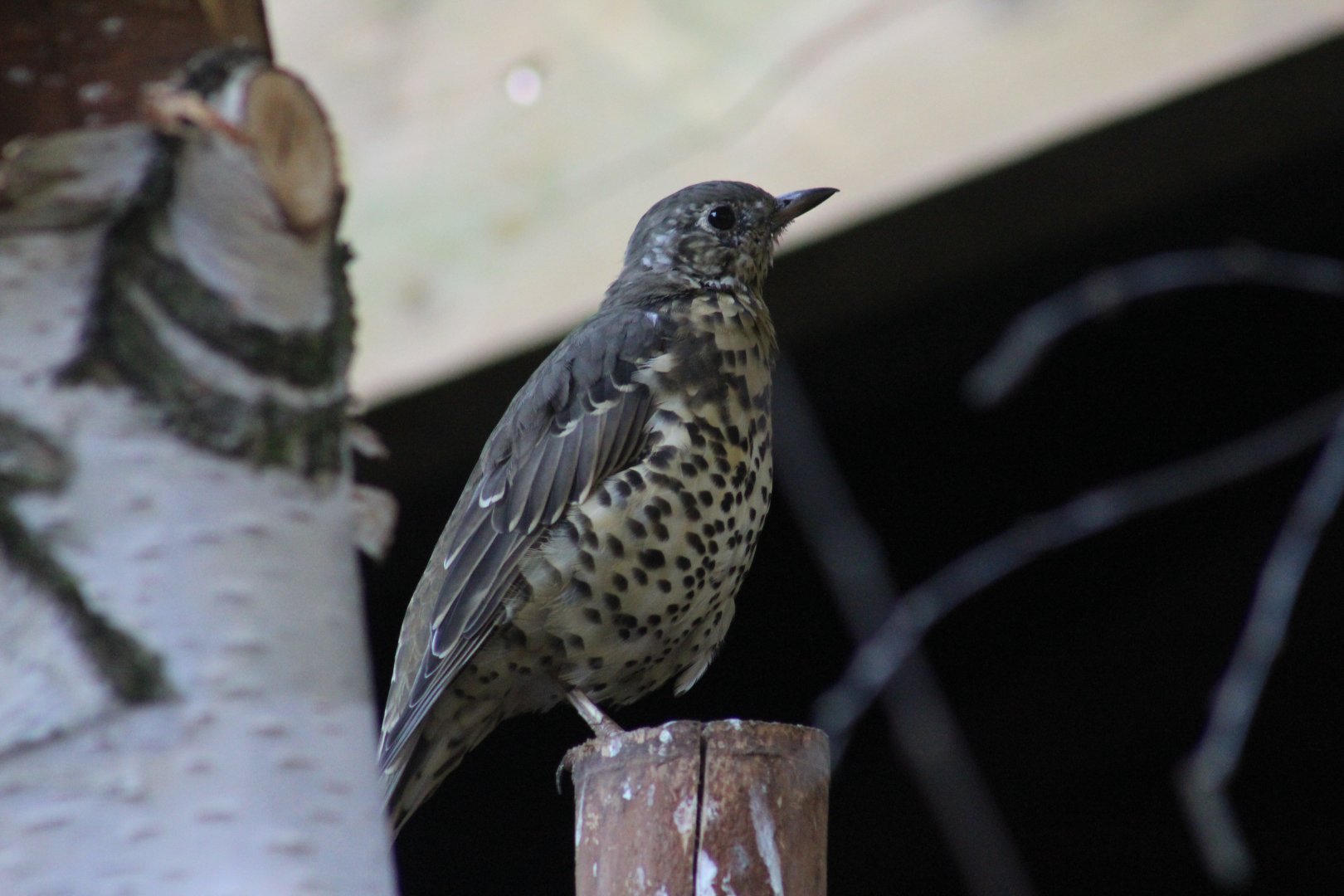 Mistle Thrush