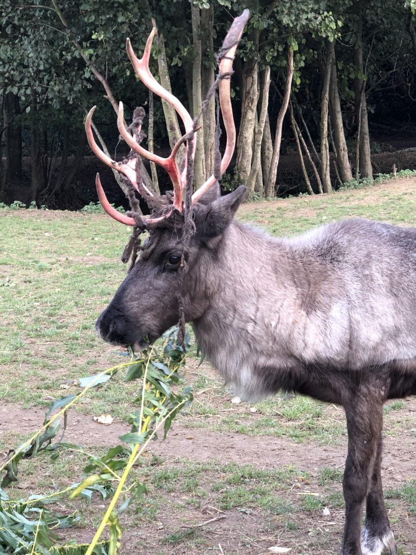 Mistletoe losing her velvet