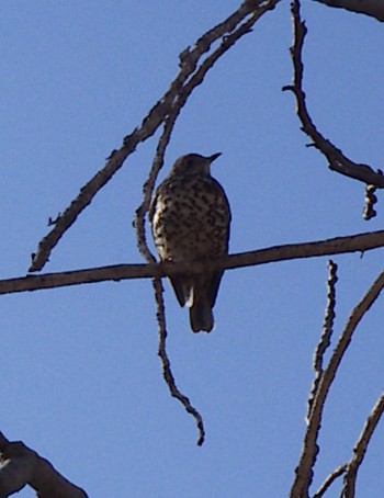 Mistletoe Thrush (Turdus viscivorus)