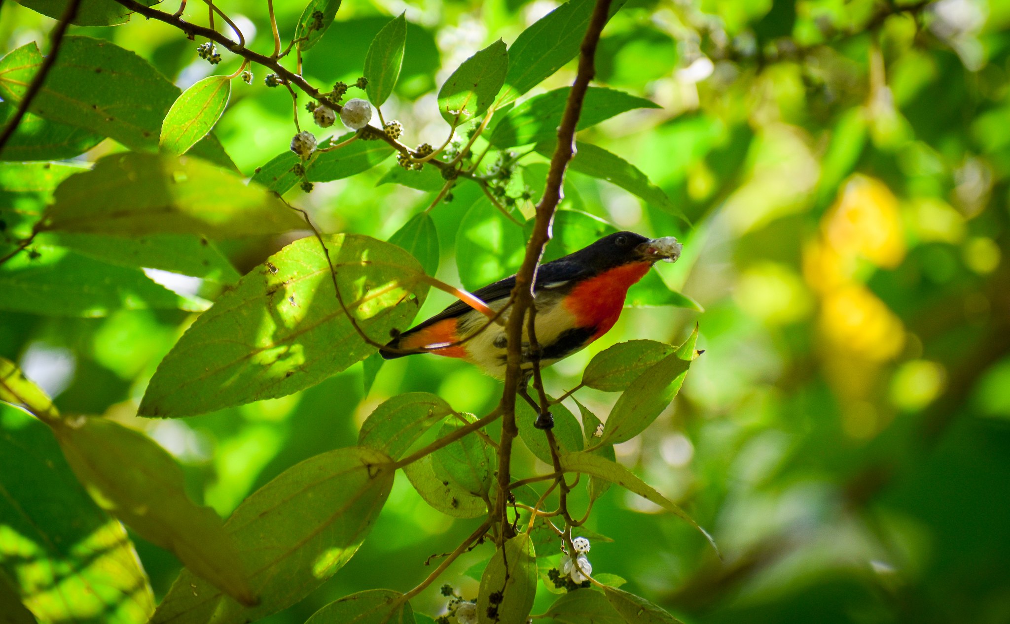 Mistletoebird (Dicaeum hirundinaceum)