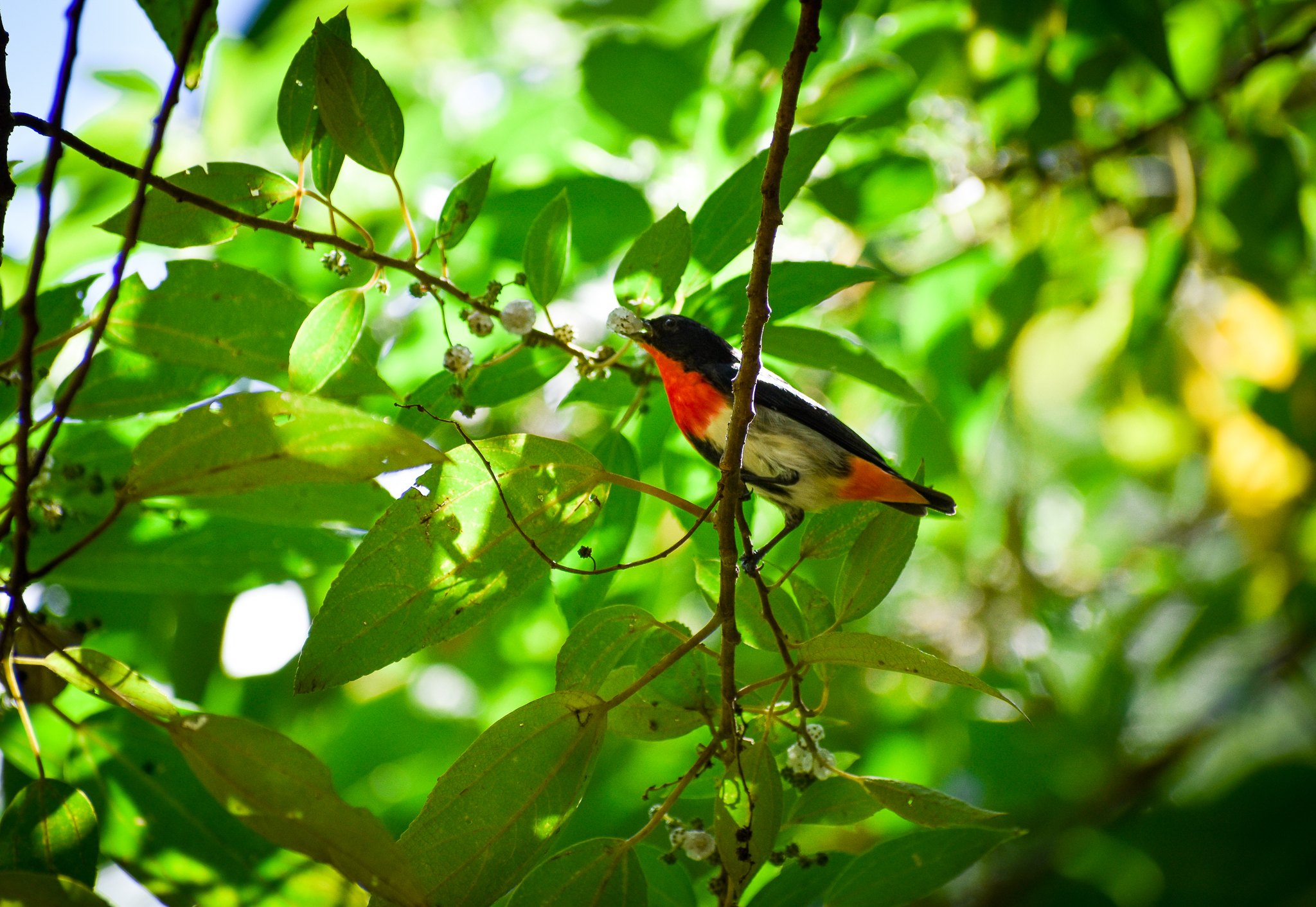 Mistletoebird (Dicaeum hirundinaceum)