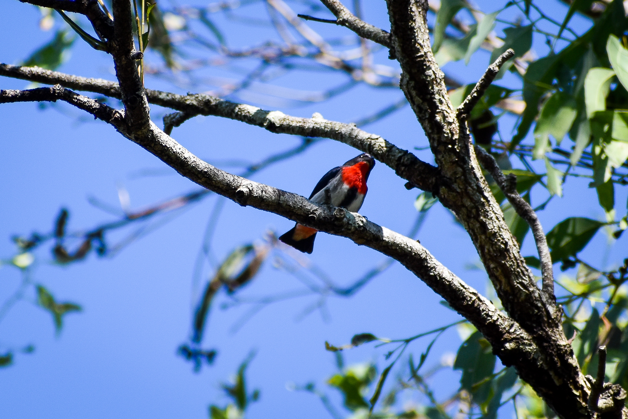 Mistletoebird (Dicaeum hirundinaceum)