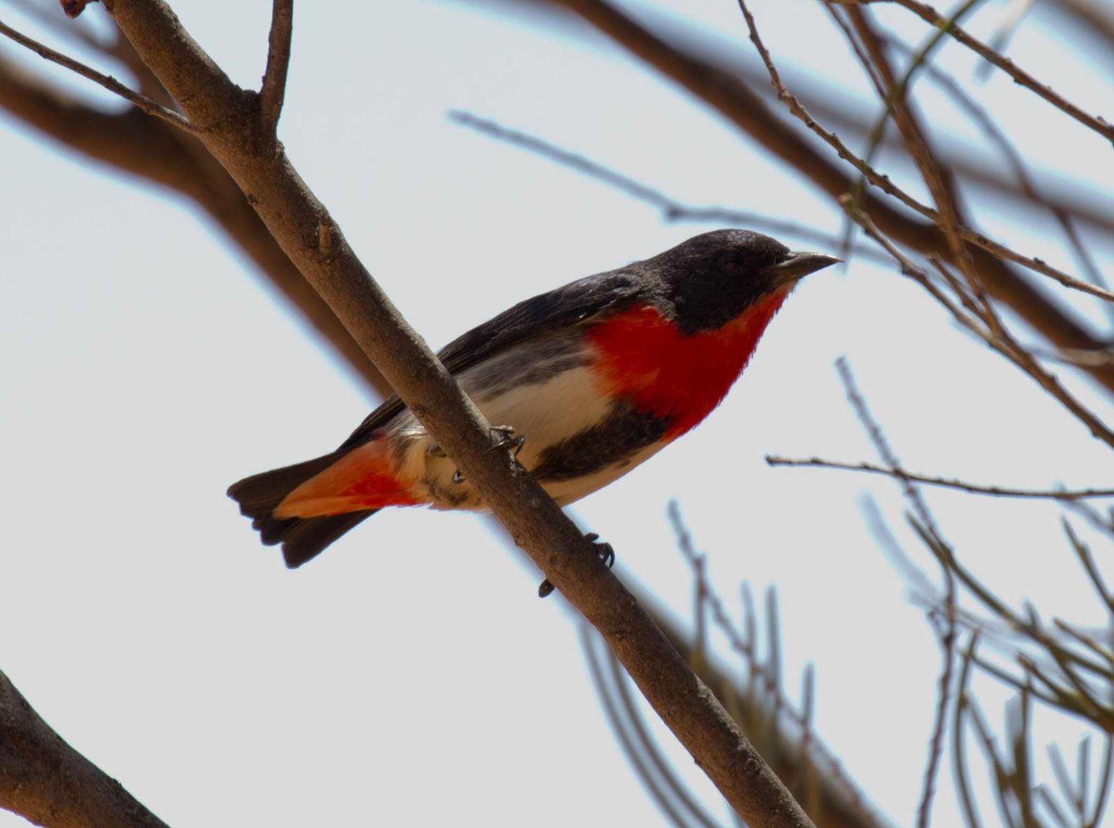 Mistletoebird male - wild bird