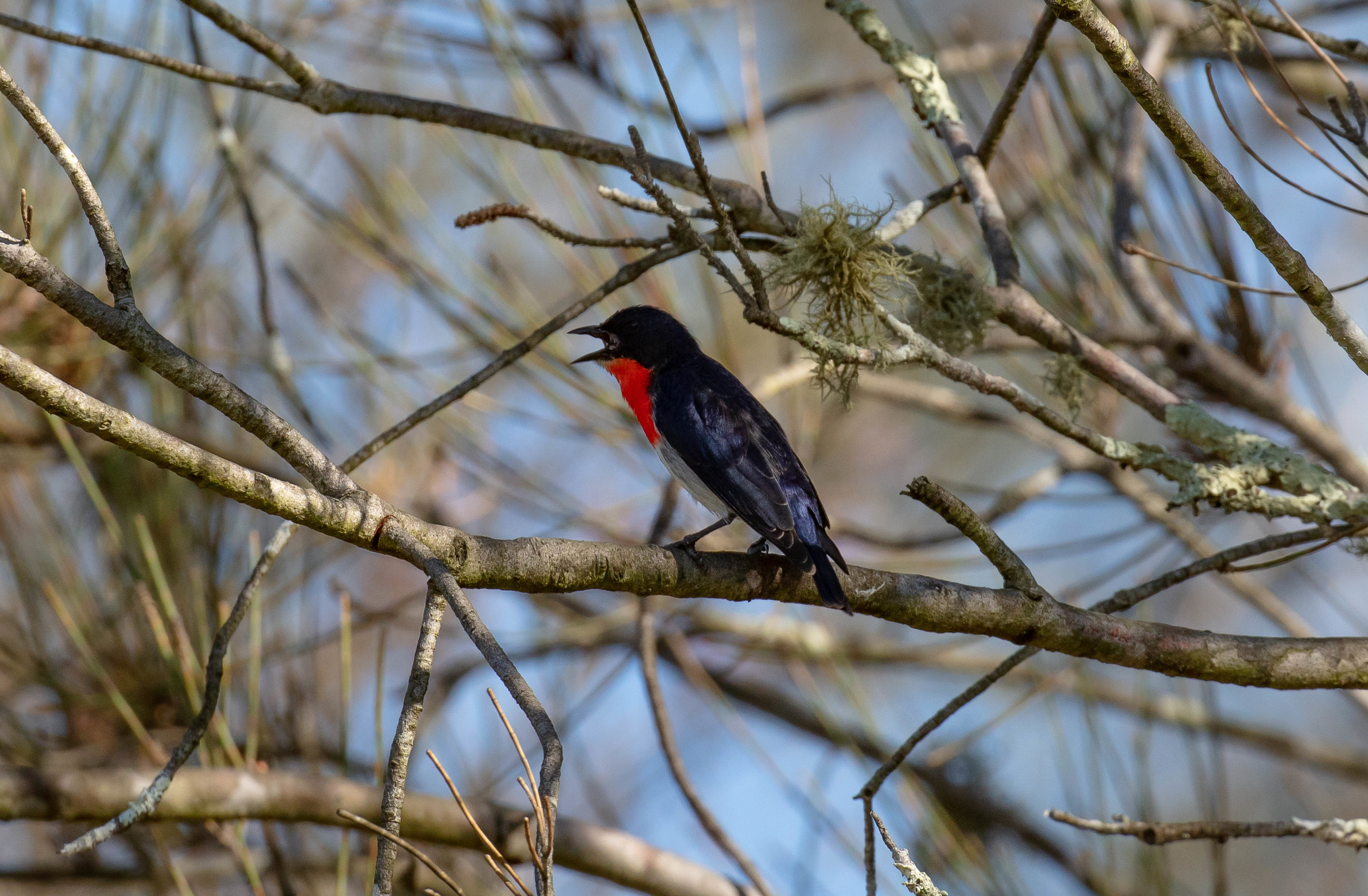 Mistletoebird male