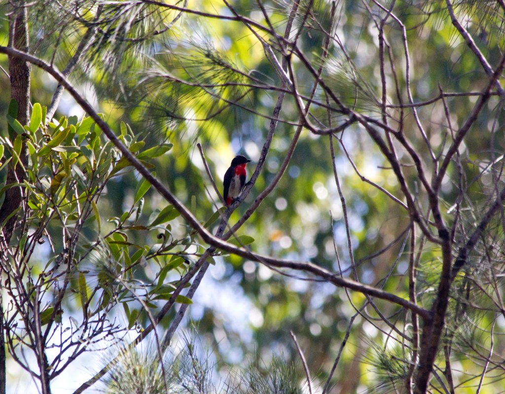 Mistletoebird