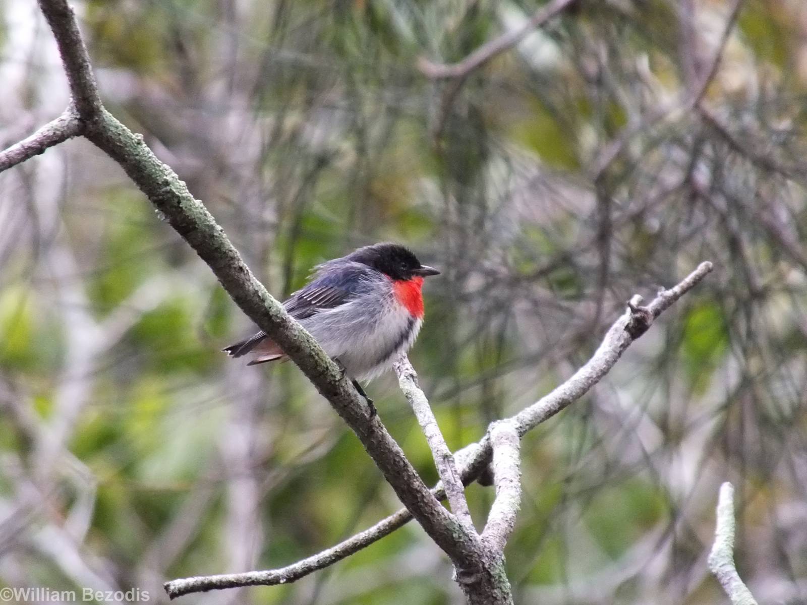 Mistletoebird