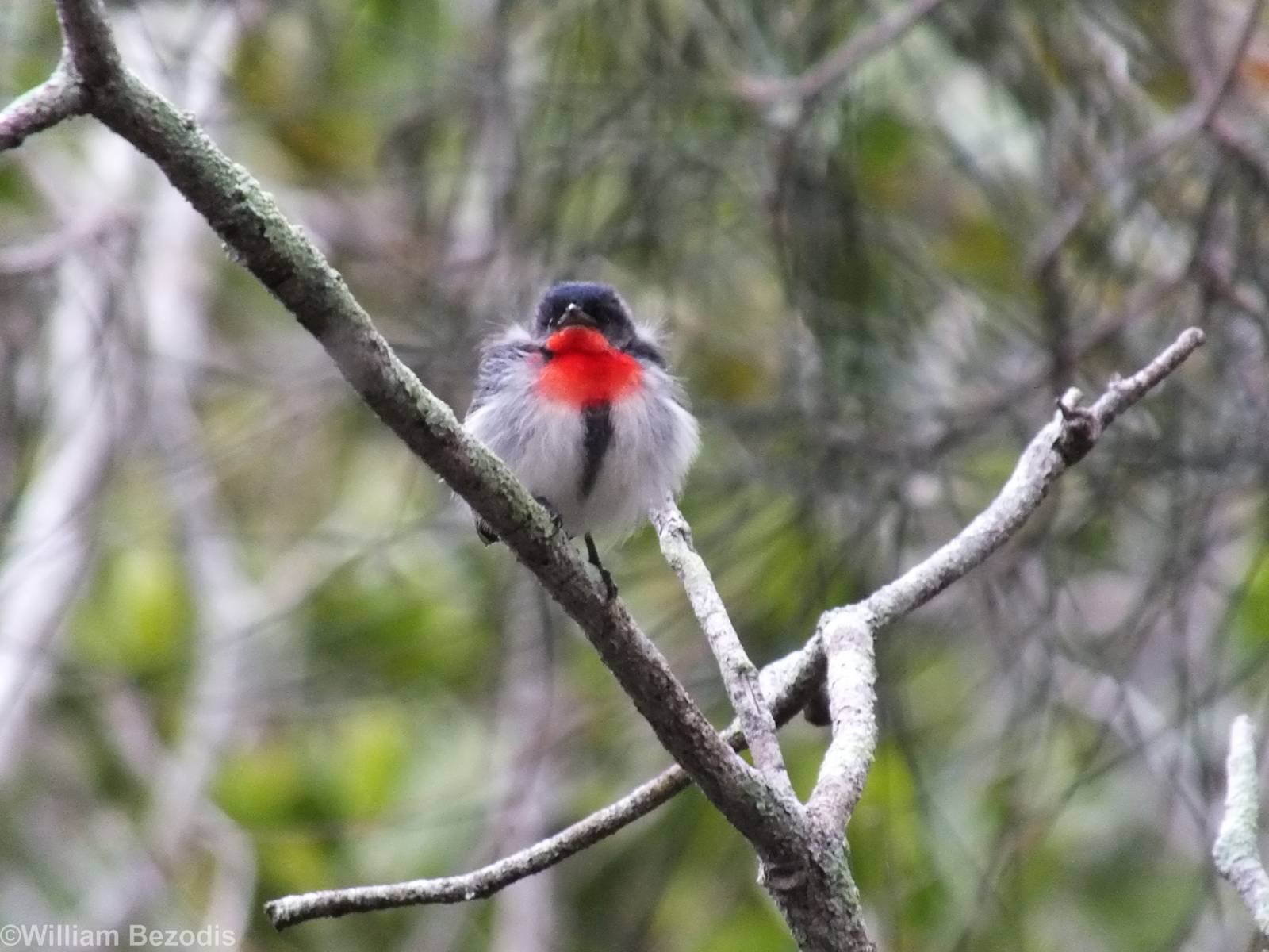 Mistletoebird