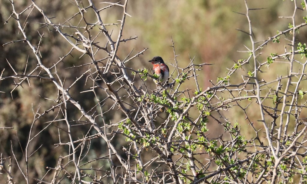 Mistletoebird