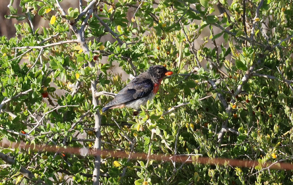 Mistletoebird