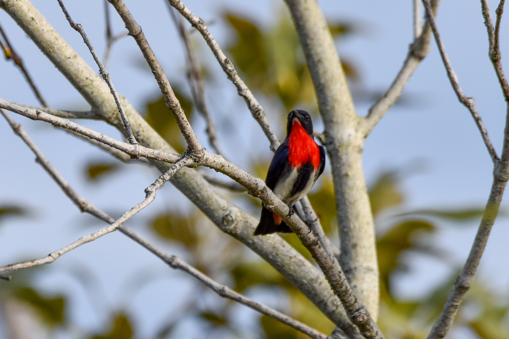 Mistletoebird