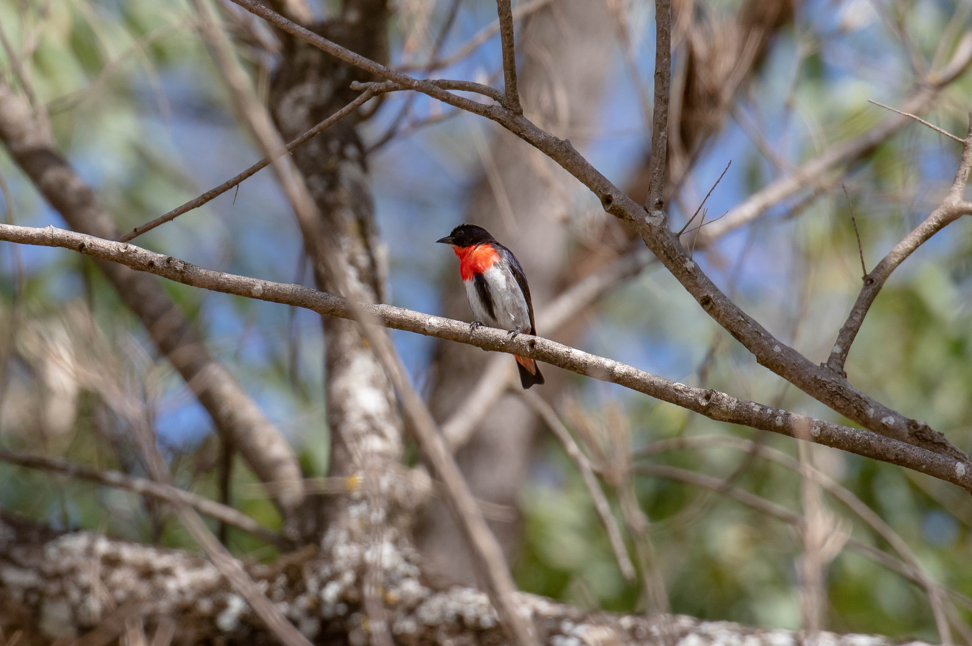 Mistletoebird