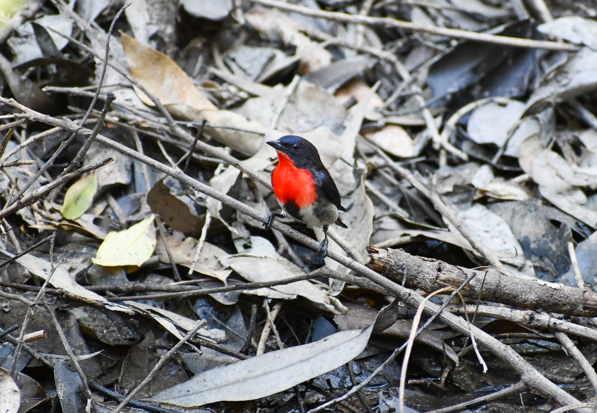 Mistletoebird