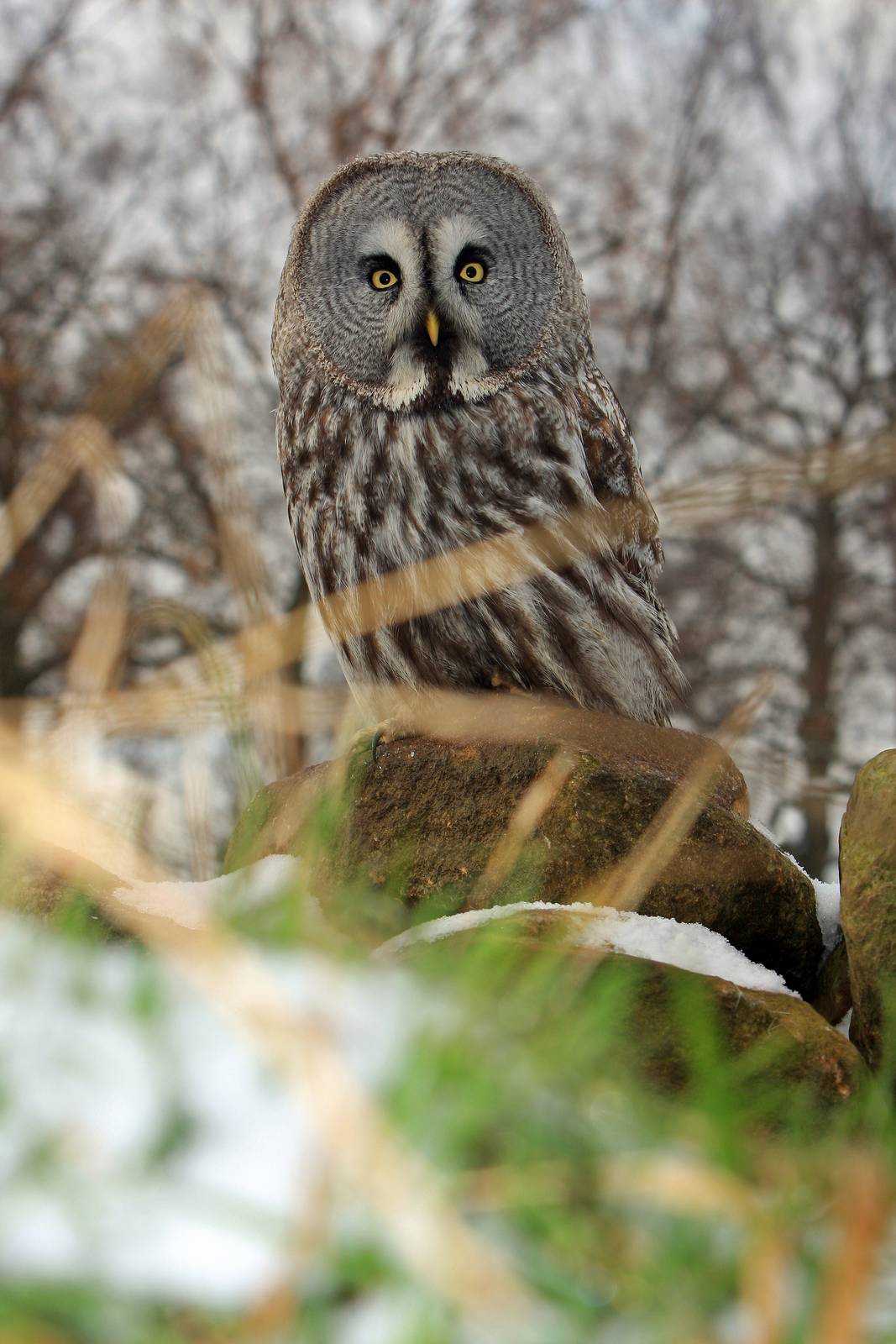 Misty - Male Great Grey Owl