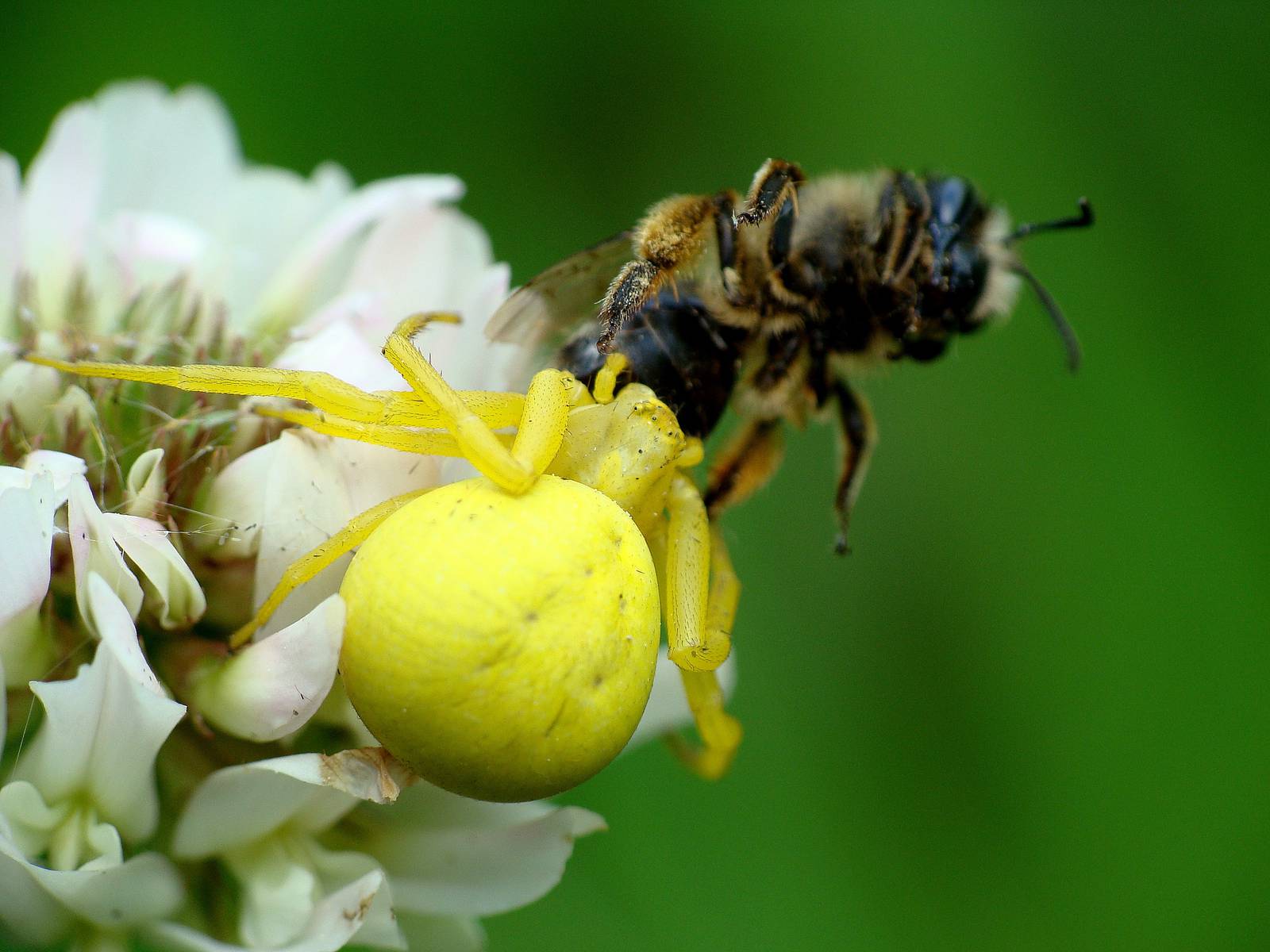 Misumena vatia