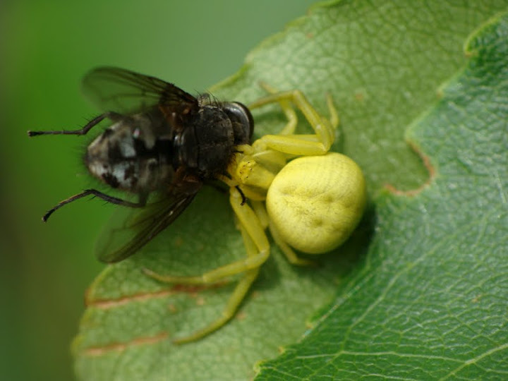 Misumena vatia