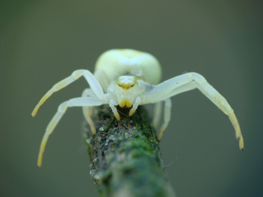 Misumena vatia