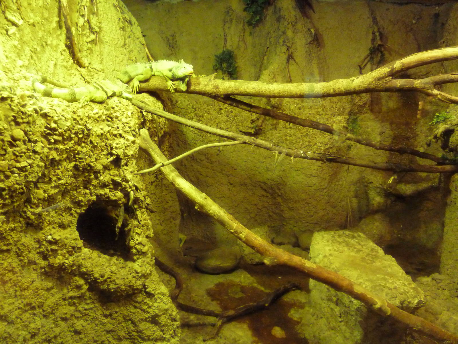 Misunderstood Marvels - Green Iguana Exhibit