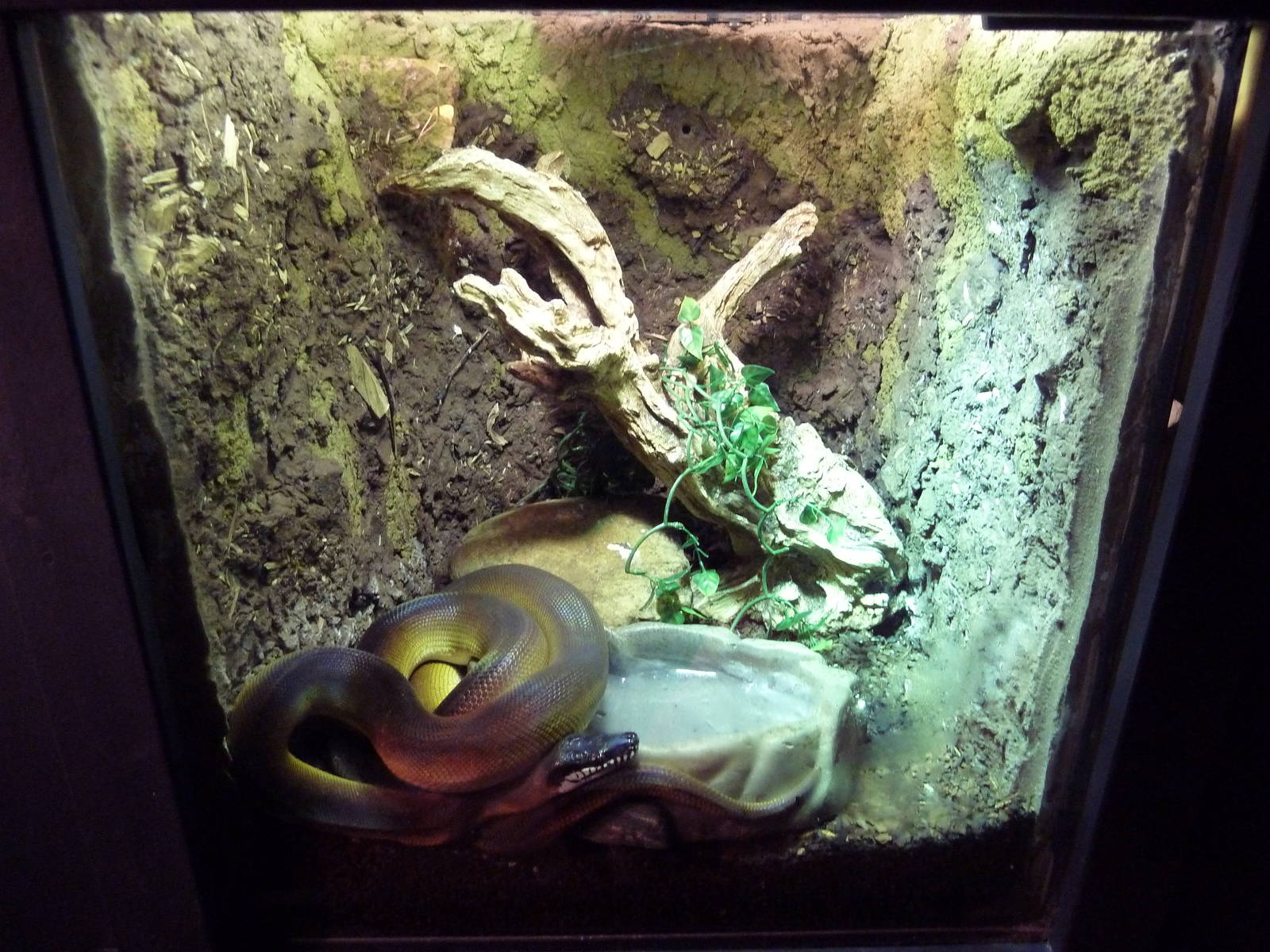 Misunderstood Marvels - White-Lipped Python Exhibit