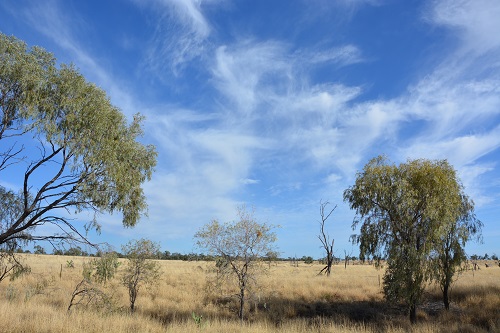 Mitchell grass area.