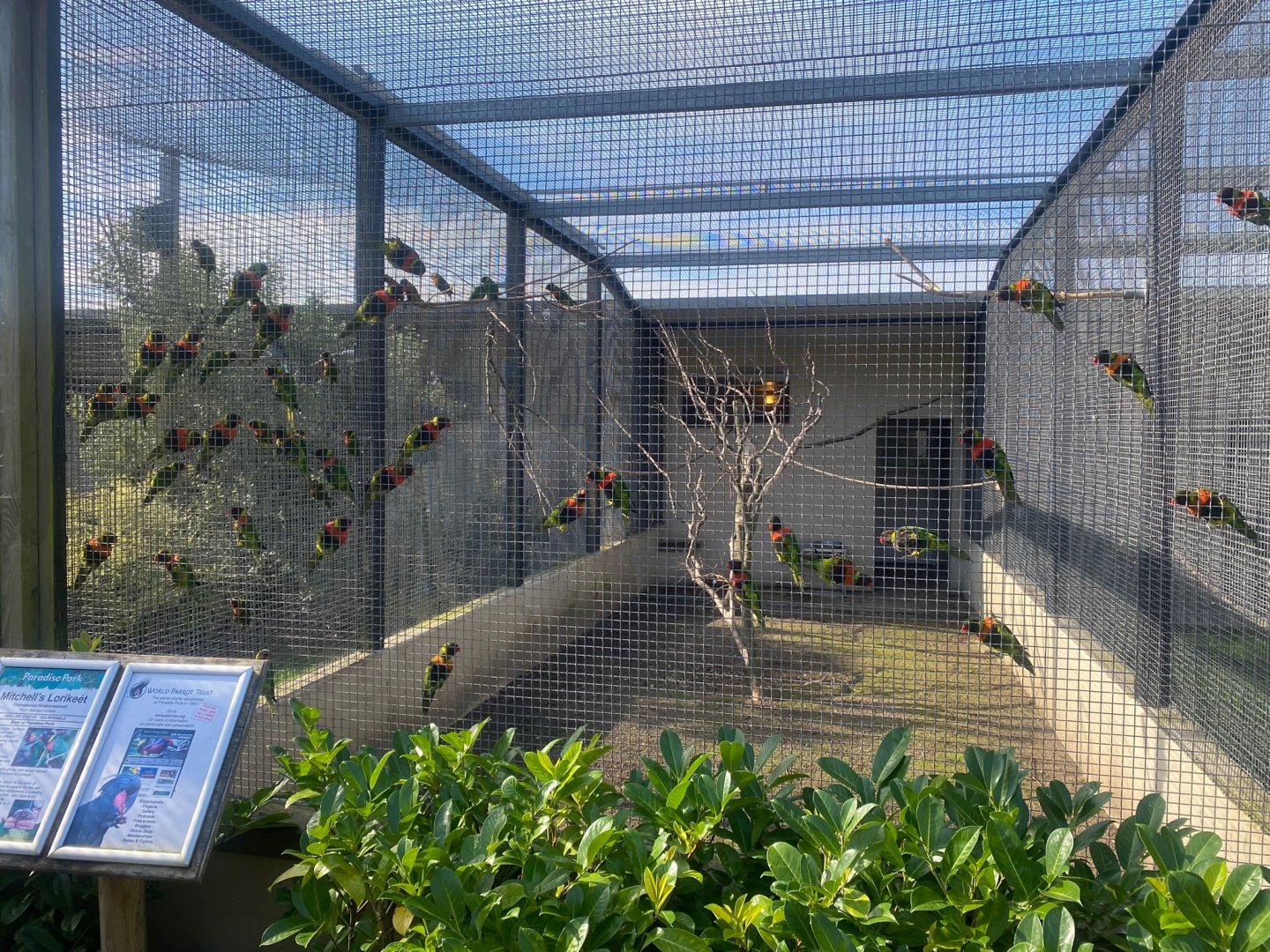 Mitchell’s lorikeet aviary 081023