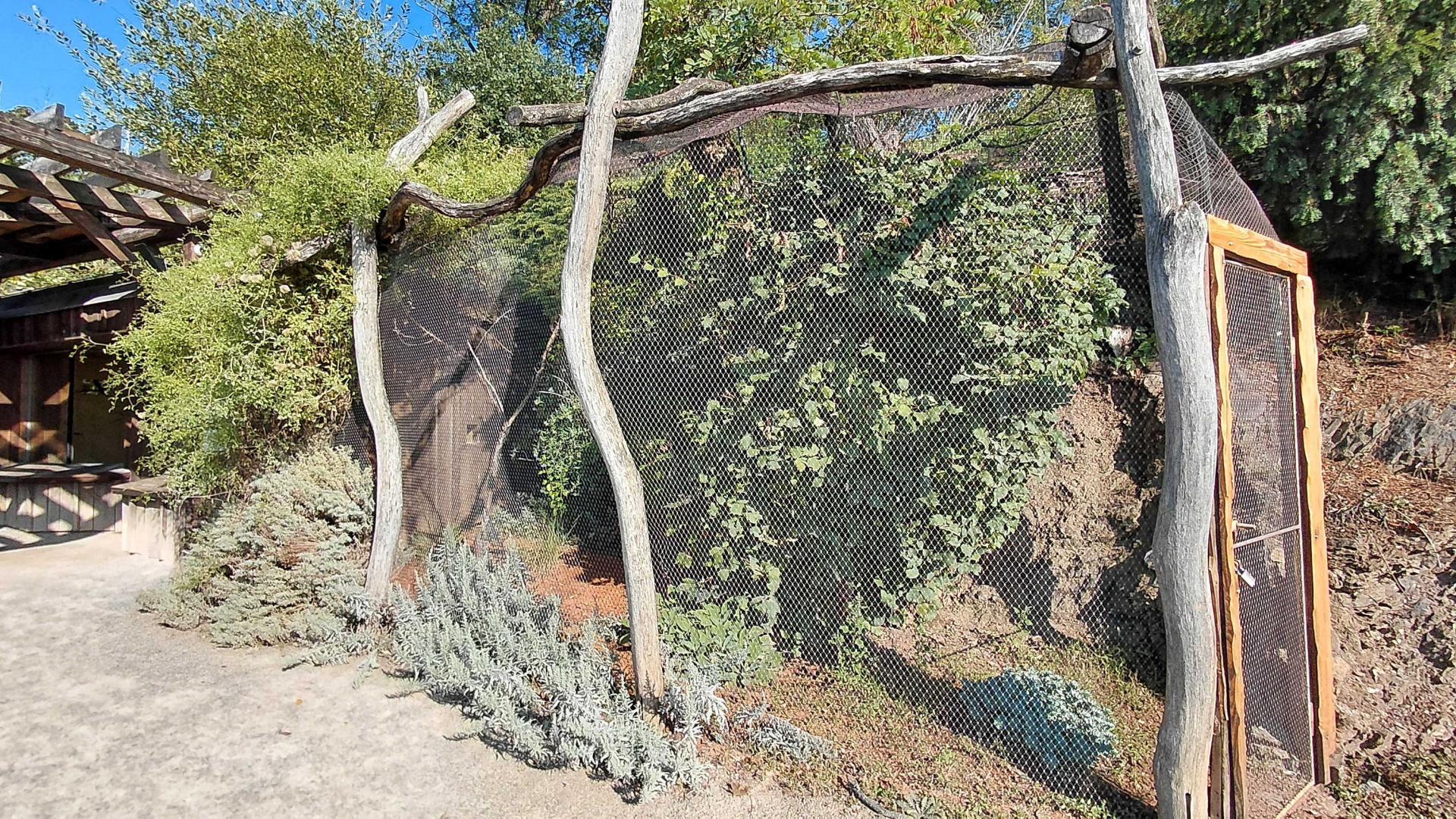Mitchell's lorikeet aviary