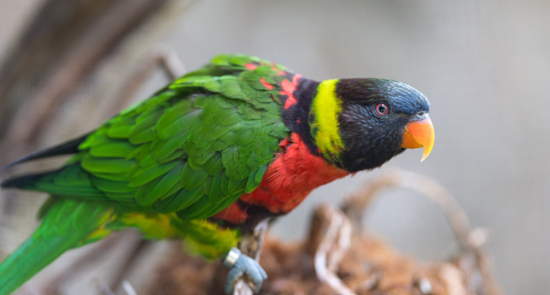 Mitchell's Lorikeet, Chester, UK