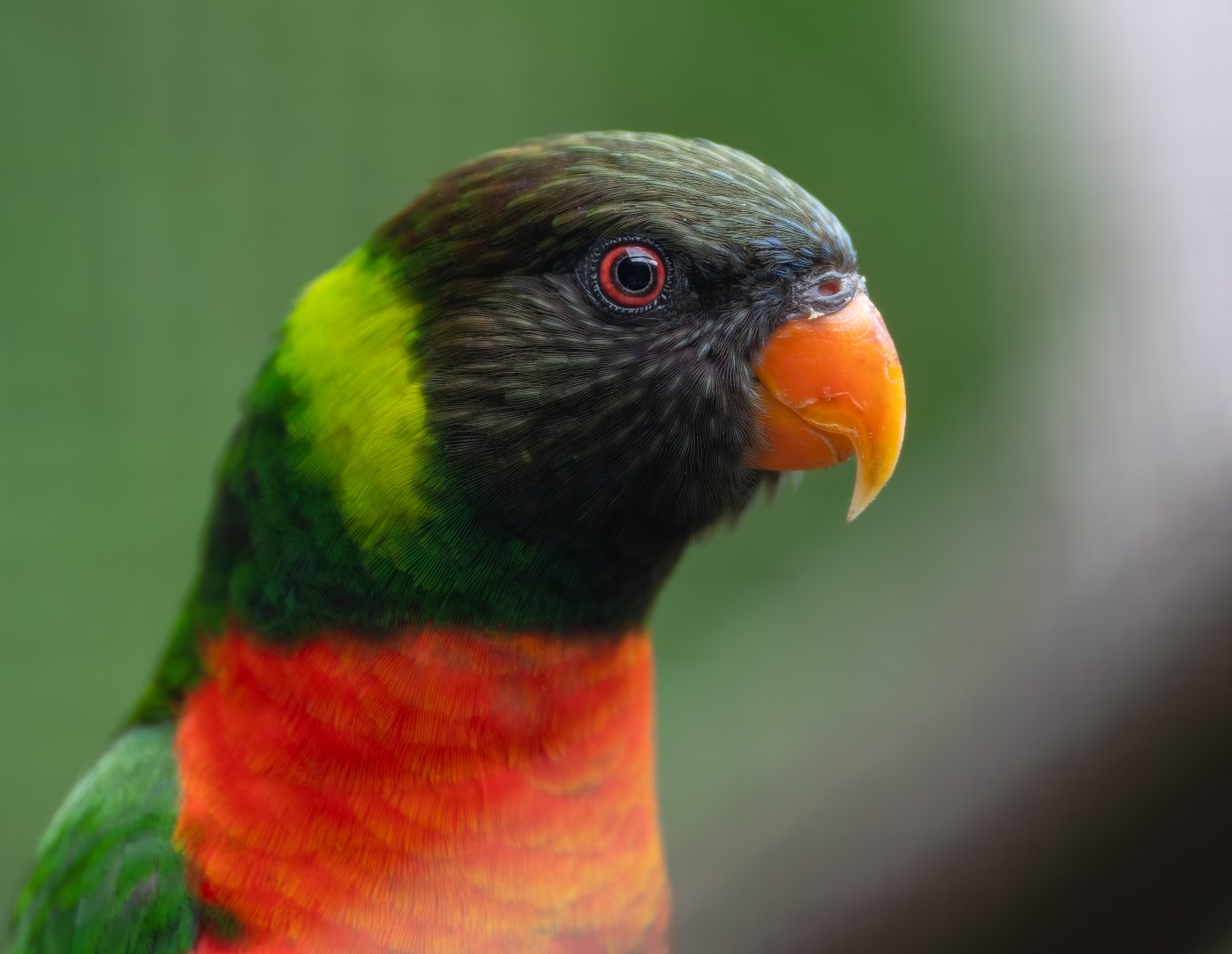 Mitchell's Lorikeet, Chester, UK