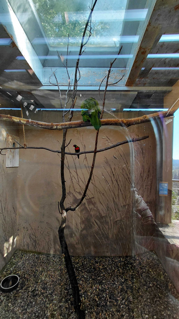 Mitchell's lorikeet indoor exhibit