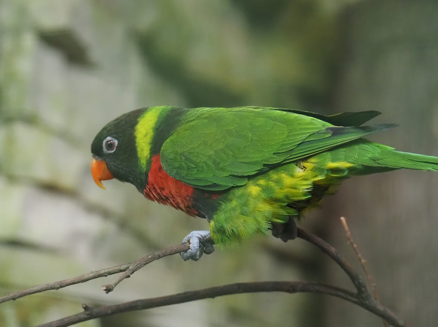 Mitchell's lorikeet (Trichoglossus forsteni mitchellii), 2024-05-22