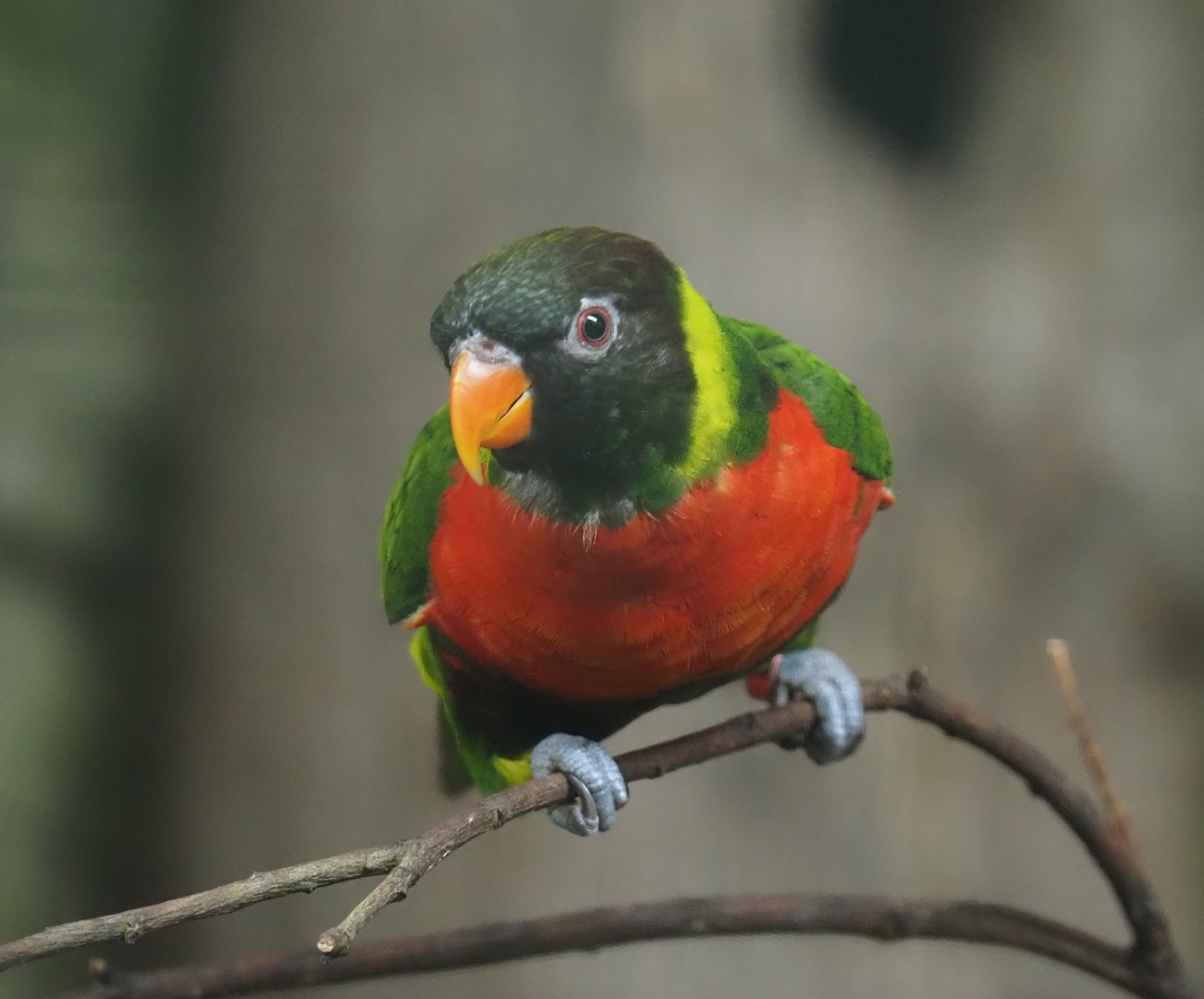 Mitchell's lorikeet (Trichoglossus forsteni mitchellii), 2024-05-22