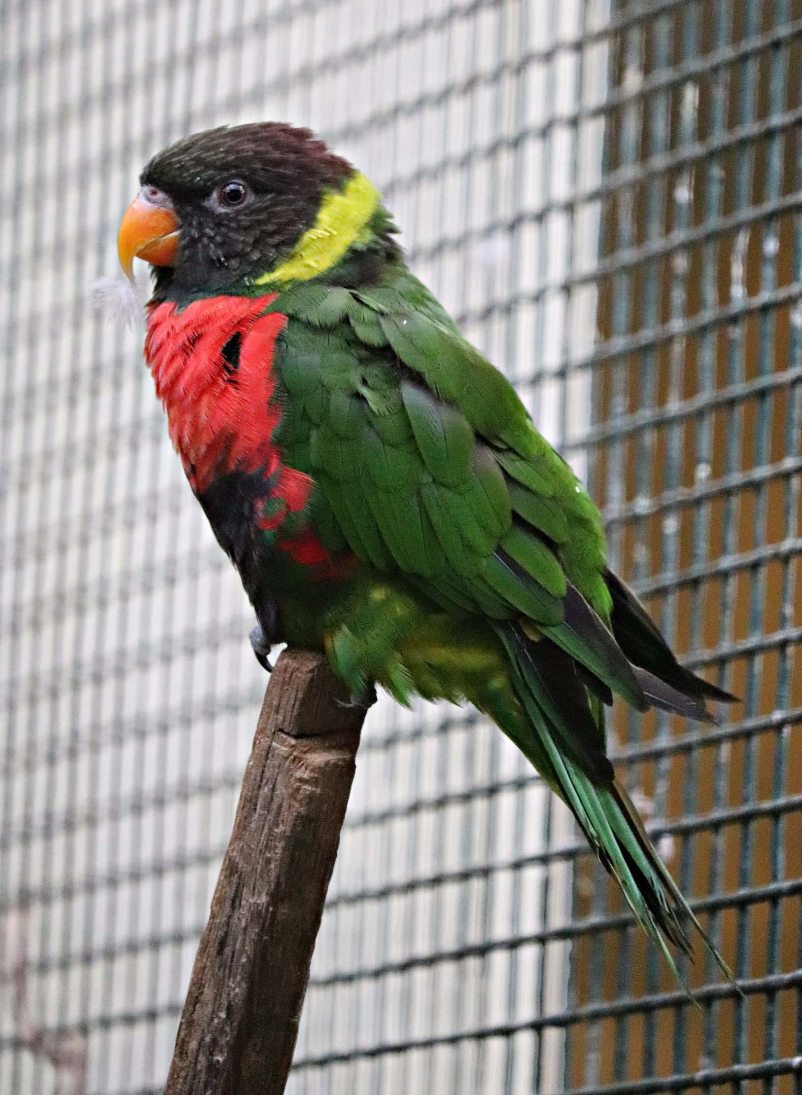Mitchell's lorikeet (Trichoglossus forsteni mitchellii) - Pukara