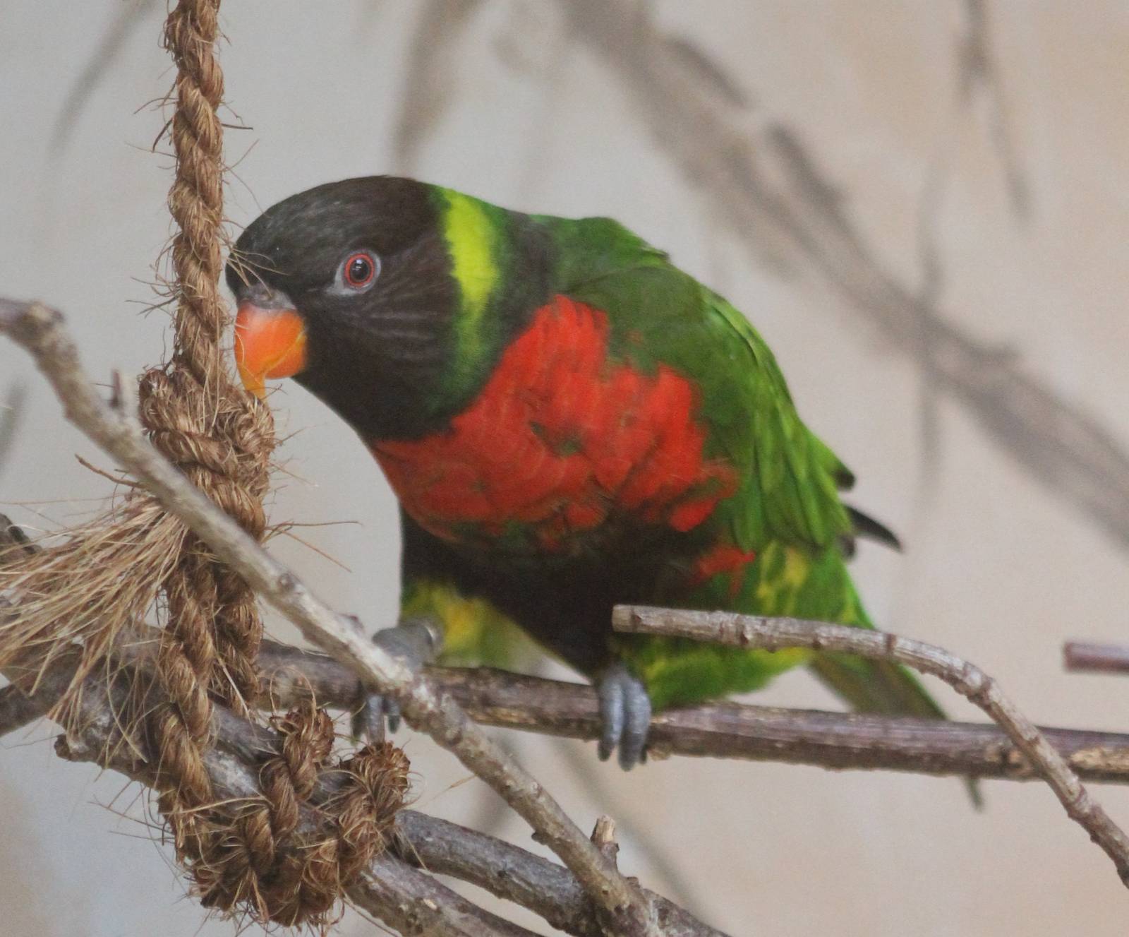 Mitchell's lorikeet