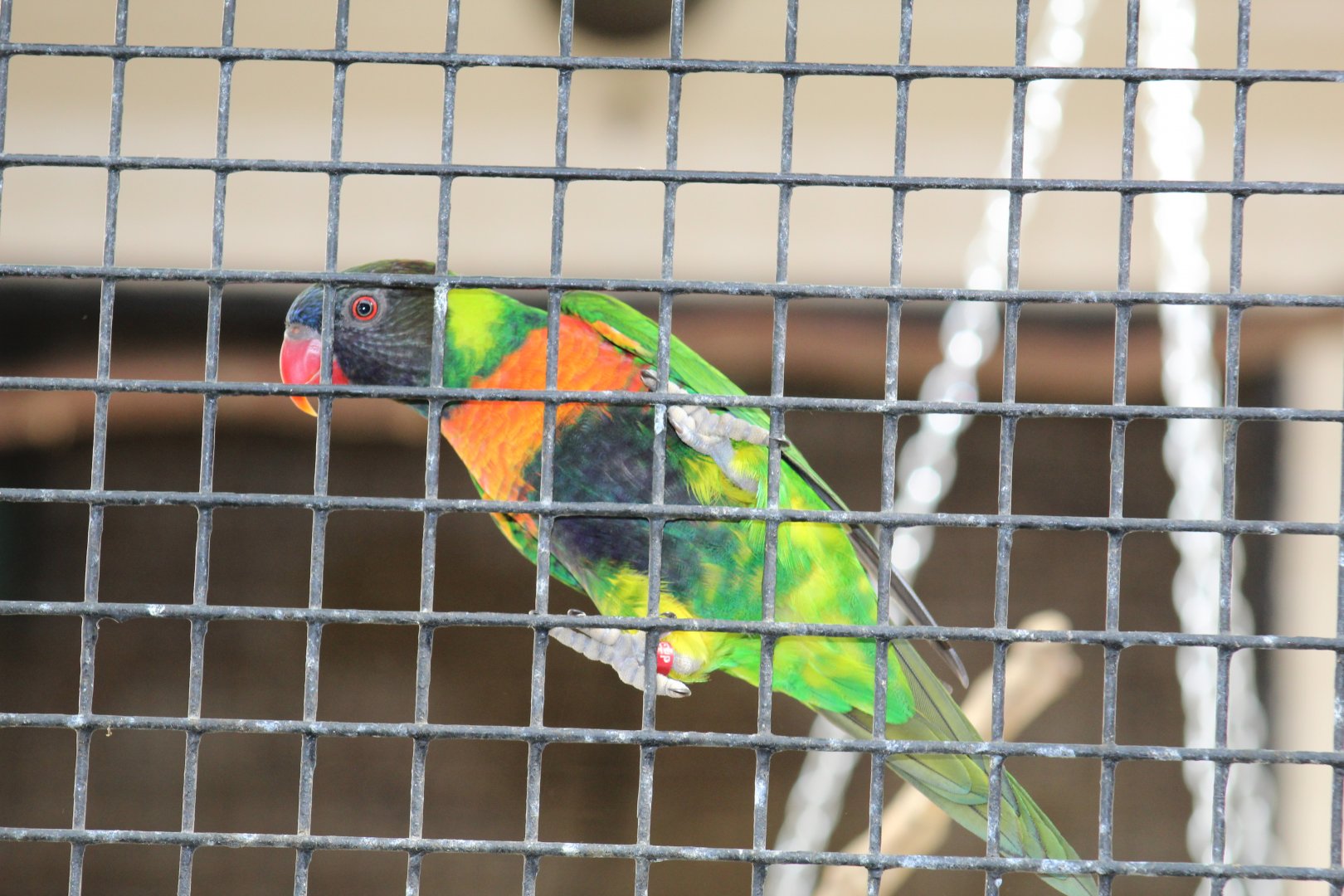 Mitchell's Lorikeet