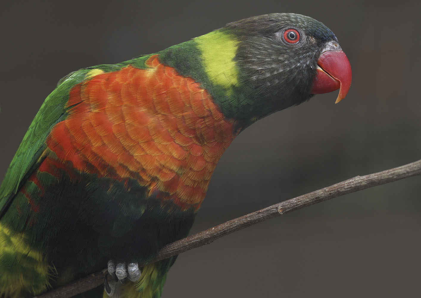 Mitchell's lorikeet