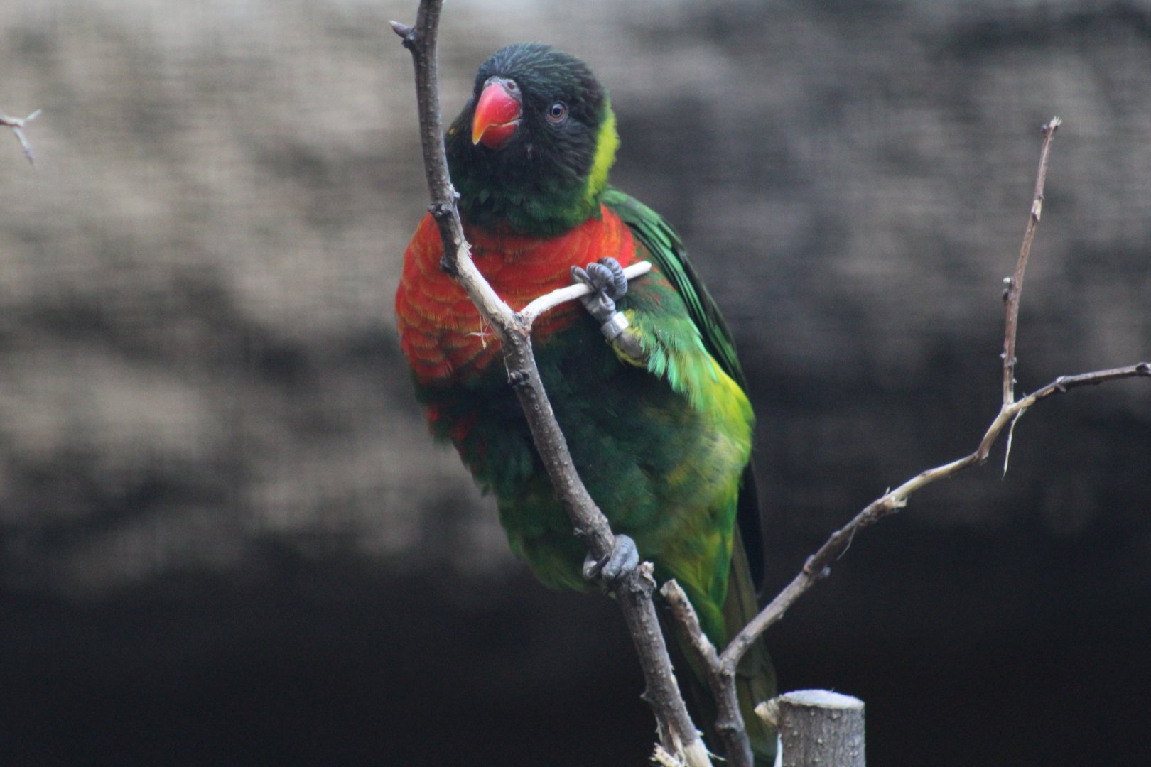 Mitchell's Lorikeet