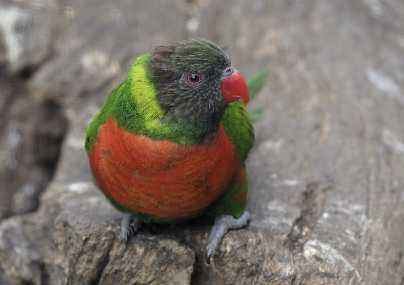 Mitchell's lorikeet
