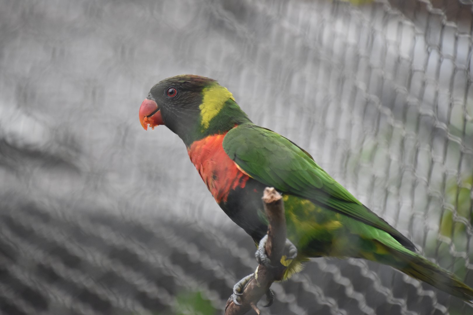 Mitchell's lorikeet