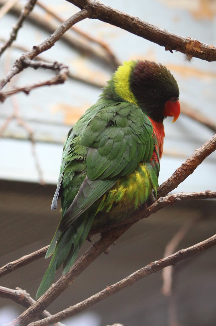 Mitchell's lorikeet
