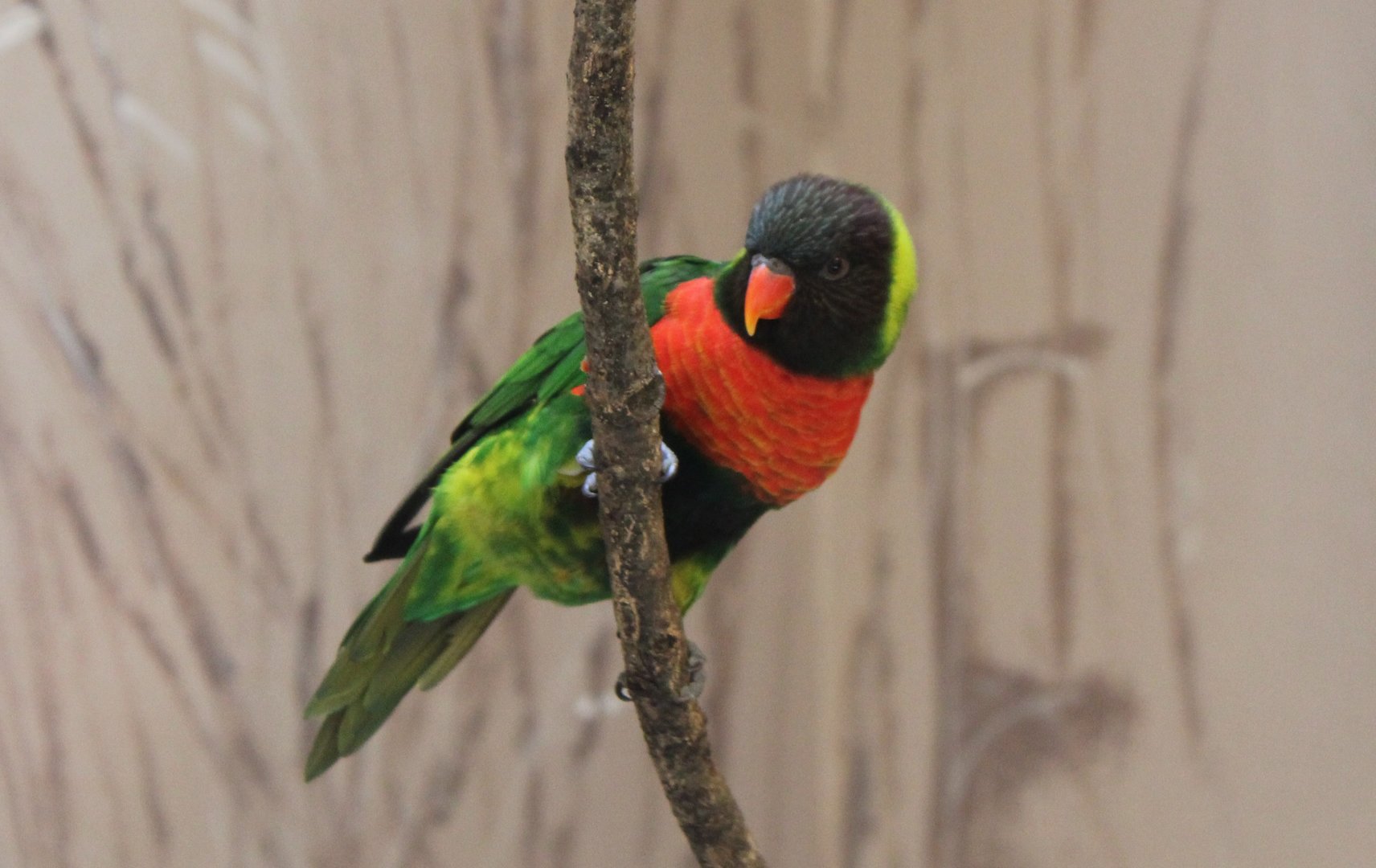 Mitchell's lorikeet