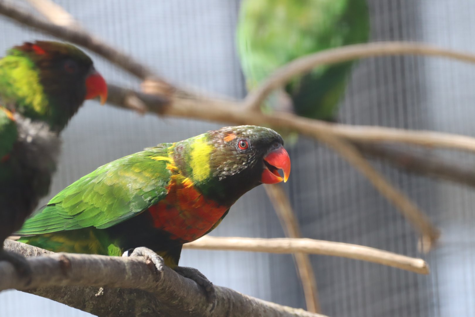 Mitchell's Lorikeet