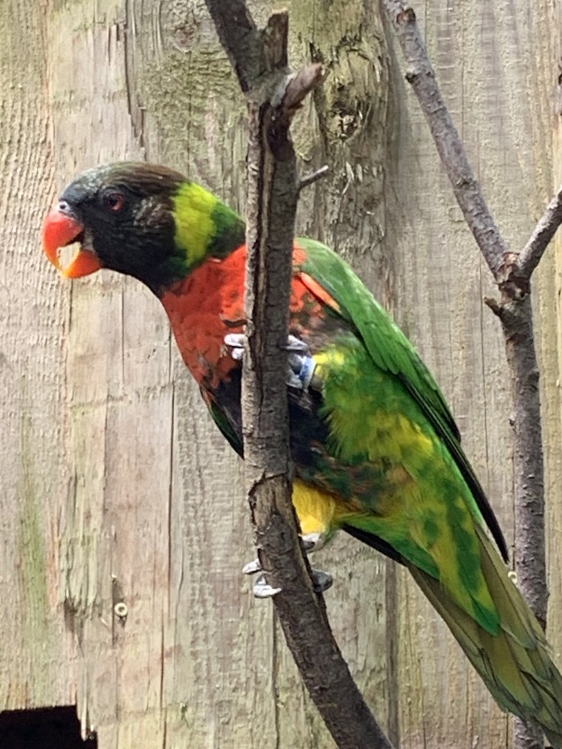 Mitchell's lorikeet
