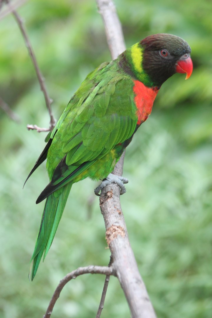 Mitchell's Rainbow Lorikeet (Trichoglossus forsteni mitchellii)